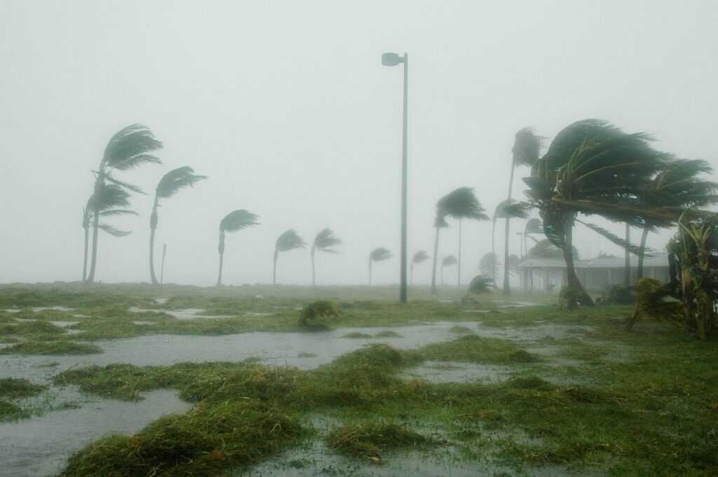 key west, florida, hurricane dennis, storm, wind, windy, nature, rain, dangerous, landscape, palms, palm trees, hurricane, grass, sky, clouds