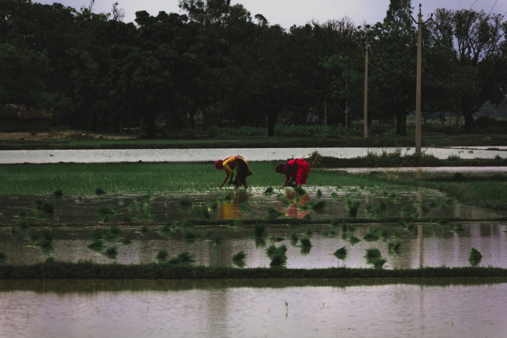 Women in vibrant attire working in lush rice fields in rural Raebareli, Uttar Pradesh, India.